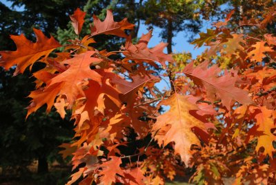 Quercus rubra - dub červený - podzimní listy